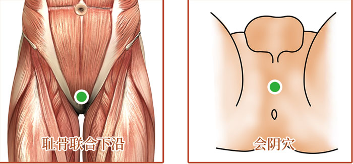 前列腺炎/前列腺增生貼敷位置示意圖
